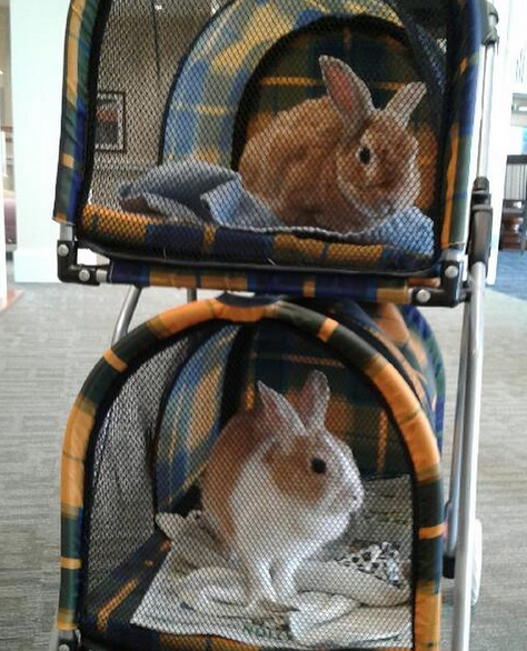 two rabbits in stroller