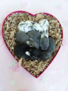 six baby bunnies cuddling adopt a rabbit today