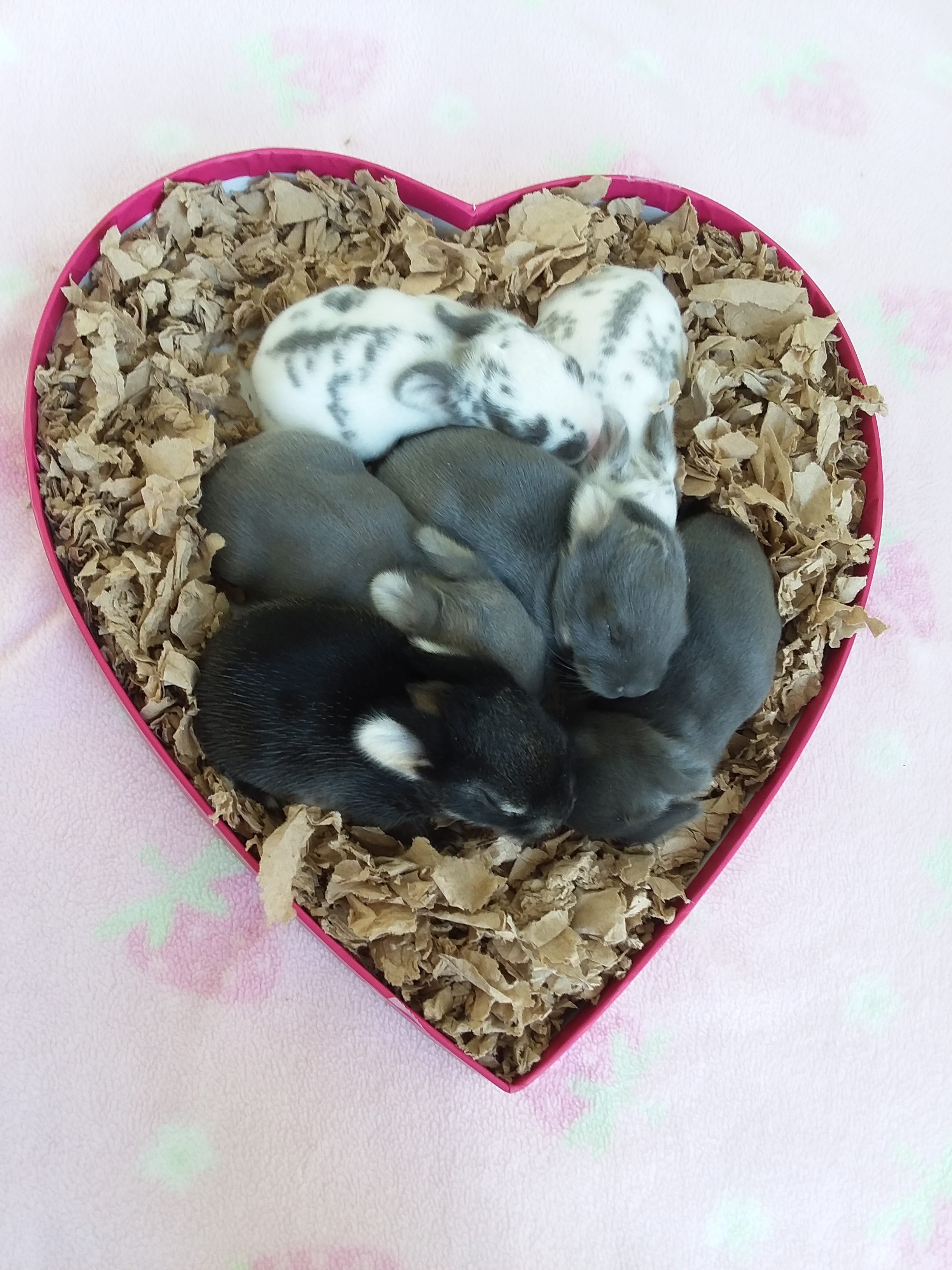 Adopt a Rabbit Adoption Application Bugsy’s Rabbit Sanctuary