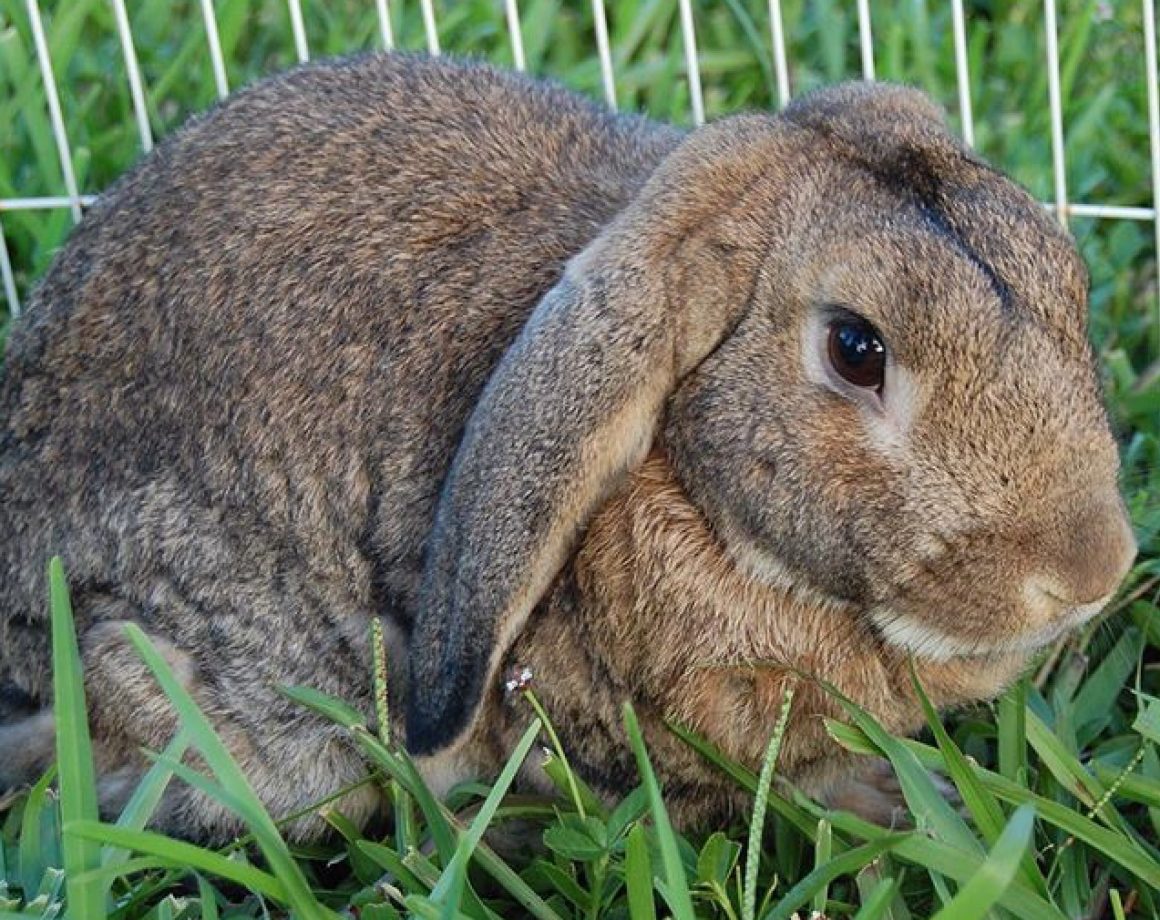 lop-eared rabbit in grass