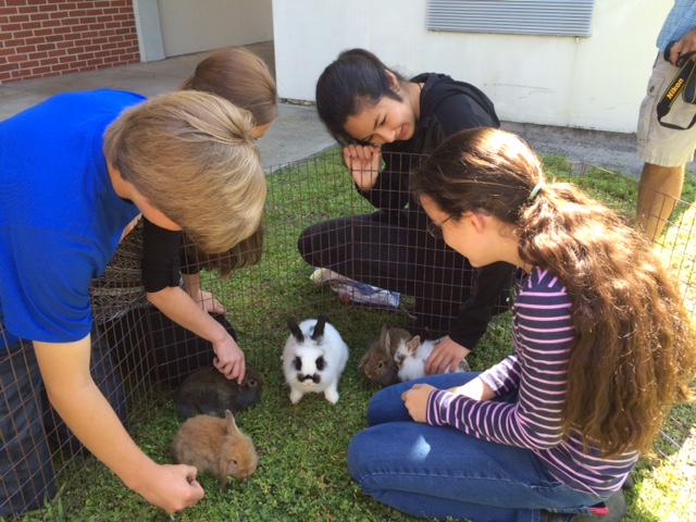 middle schoolers pet baby bunnies