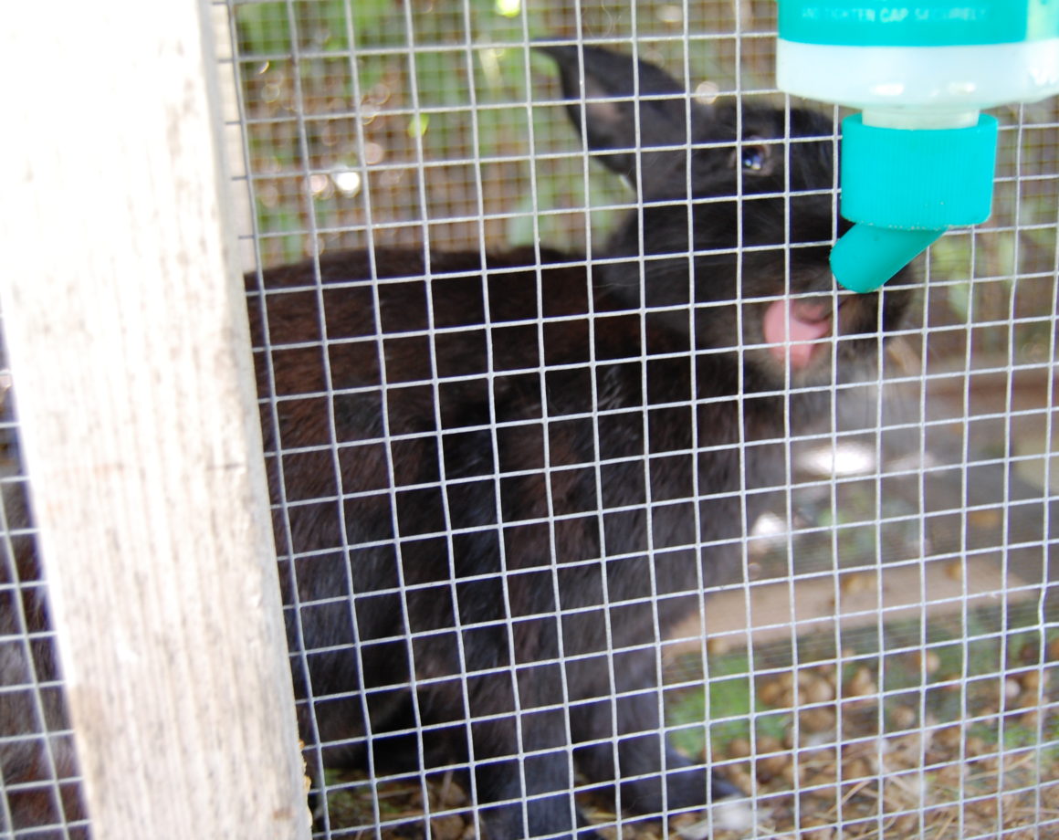 black rabbit drinking water