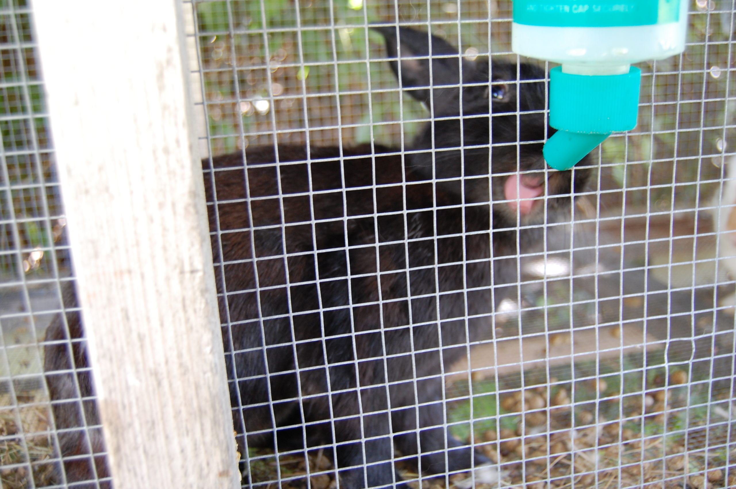 black rabbit drinking water