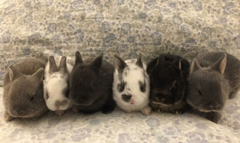 six baby rabbits lined up on pillow