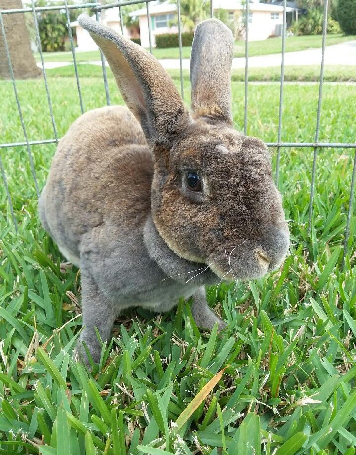 brown rabbit with large ears