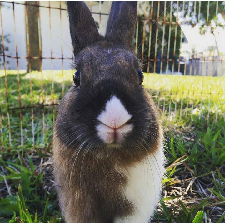 spotted bunny with white nose
