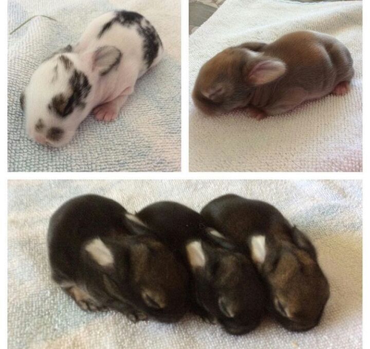 six baby bunnies