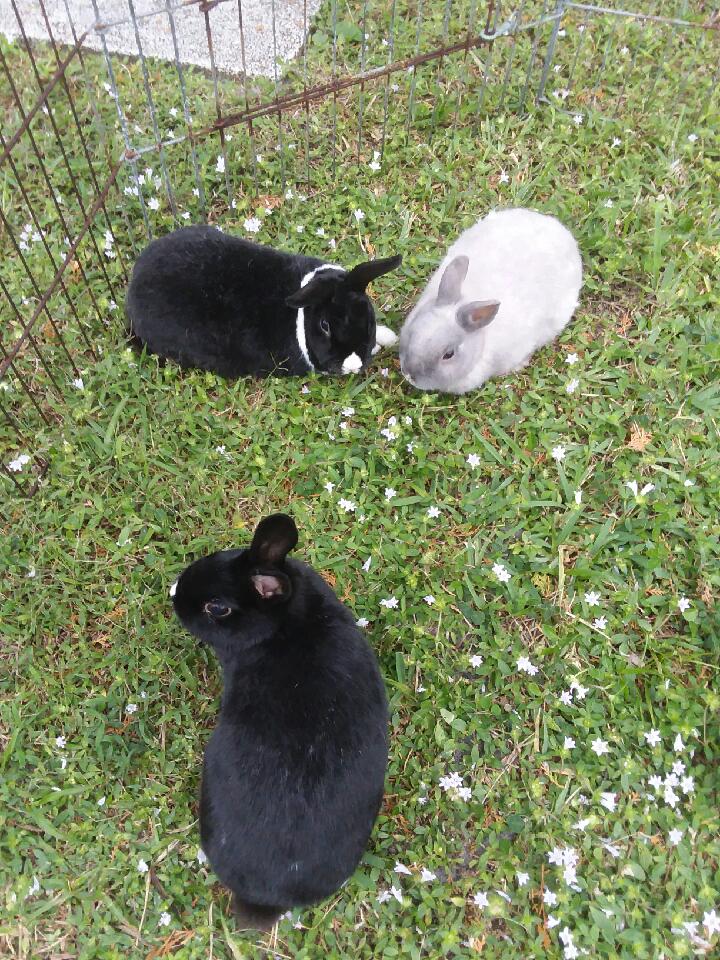 three rabbits playing together
