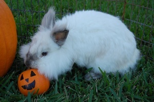 fluffy bunny playing with pumpkin