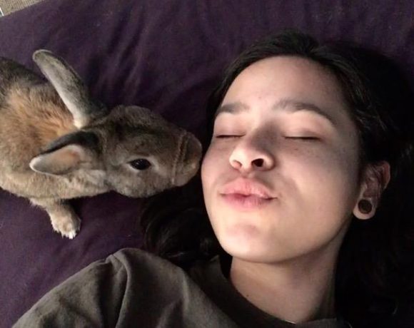 hoppy endings adopt a bunny